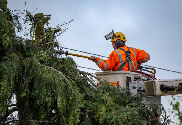 Best Tree and Shrub Care  in Jensen Beach, FL