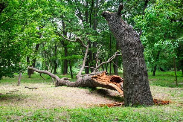 Best Storm Damage Tree Cleanup  in Jensen Beach, FL