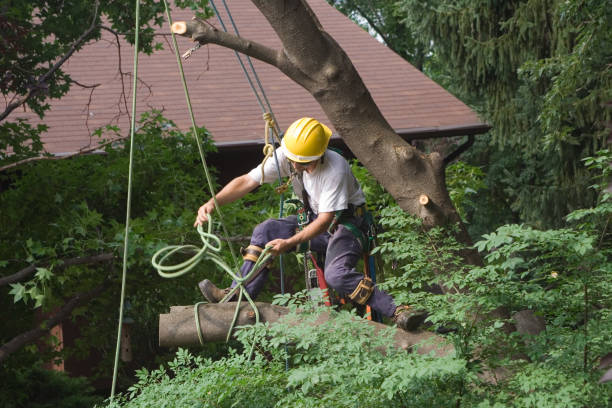 Best Tree Disease Treatment  in Jensen Beach, FL